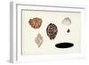 Antique Shell Anthology IX-Vision Studio-Framed Art Print