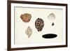 Antique Shell Anthology IX-Vision Studio-Framed Art Print