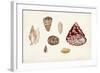 Antique Shell Anthology V-Vision Studio-Framed Art Print