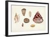 Antique Shell Anthology V-Vision Studio-Framed Art Print