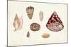 Antique Shell Anthology V-Vision Studio-Mounted Art Print