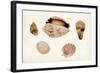 Antique Shell Anthology VI-Vision Studio-Framed Art Print