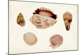 Antique Shell Anthology VI-Vision Studio-Mounted Art Print