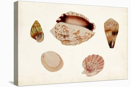 Antique Shell Anthology VI-Vision Studio-Stretched Canvas