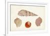 Antique Shell Anthology VII-Vision Studio-Framed Art Print