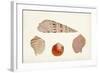 Antique Shell Anthology VII-Vision Studio-Framed Art Print