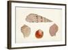 Antique Shell Anthology VII-Vision Studio-Framed Art Print