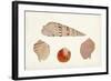 Antique Shell Anthology VII-Vision Studio-Framed Art Print