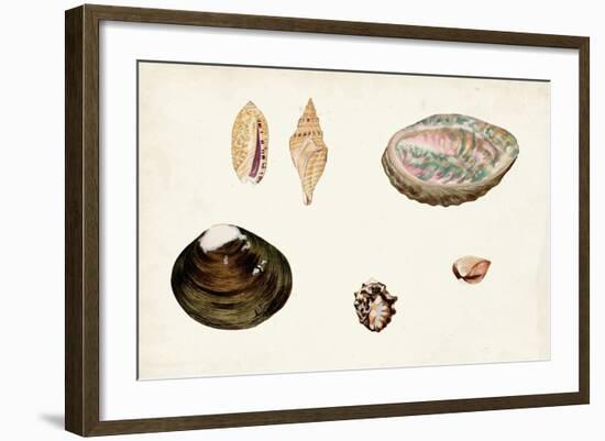 Antique Shell Anthology VIII-Vision Studio-Framed Art Print