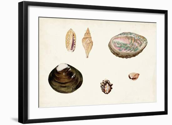 Antique Shell Anthology VIII-Vision Studio-Framed Art Print