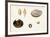 Antique Shell Anthology VIII-Vision Studio-Framed Art Print