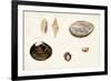 Antique Shell Anthology VIII-Vision Studio-Framed Art Print