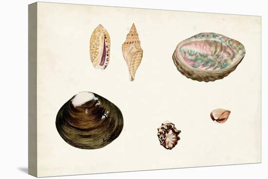 Antique Shell Anthology VIII-Vision Studio-Stretched Canvas