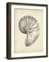 Antique Shell Study I-Ethan Harper-Framed Art Print