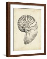 Antique Shell Study I-Ethan Harper-Framed Art Print