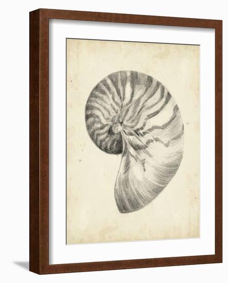 Antique Shell Study I-Ethan Harper-Framed Art Print