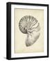 Antique Shell Study I-Ethan Harper-Framed Art Print