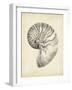 Antique Shell Study I-Ethan Harper-Framed Art Print