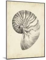 Antique Shell Study I-Ethan Harper-Mounted Art Print