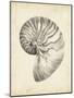 Antique Shell Study I-Ethan Harper-Mounted Art Print