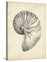 Antique Shell Study I-Ethan Harper-Stretched Canvas