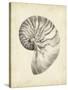 Antique Shell Study I-Ethan Harper-Stretched Canvas