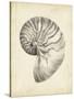 Antique Shell Study I-Ethan Harper-Stretched Canvas