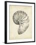 Antique Shell Study I-Ethan Harper-Framed Art Print