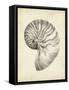 Antique Shell Study I-Ethan Harper-Framed Stretched Canvas