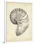 Antique Shell Study I-Ethan Harper-Framed Premium Giclee Print