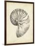 Antique Shell Study I-Ethan Harper-Framed Premium Giclee Print