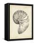 Antique Shell Study I-Ethan Harper-Framed Stretched Canvas