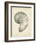 Antique Shell Study I-Ethan Harper-Framed Art Print