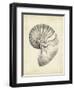 Antique Shell Study I-Ethan Harper-Framed Art Print