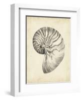 Antique Shell Study I-Ethan Harper-Framed Art Print