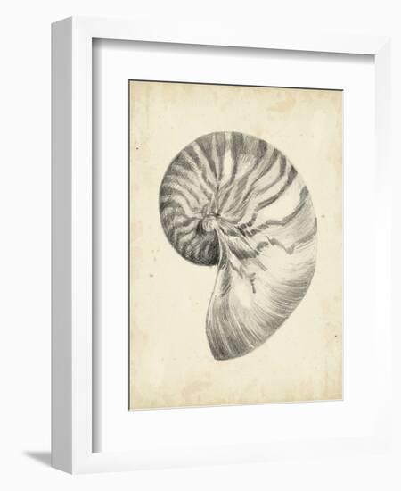 Antique Shell Study I-Ethan Harper-Framed Art Print