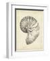 Antique Shell Study I-Ethan Harper-Framed Art Print