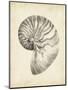 Antique Shell Study I-Ethan Harper-Mounted Art Print