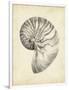 Antique Shell Study I-Ethan Harper-Framed Art Print