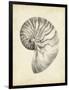 Antique Shell Study I-Ethan Harper-Framed Art Print