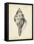 Antique Shell Study II-Ethan Harper-Framed Stretched Canvas