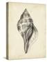 Antique Shell Study II-Ethan Harper-Stretched Canvas