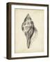 Antique Shell Study II-Ethan Harper-Framed Art Print