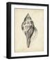 Antique Shell Study II-Ethan Harper-Framed Art Print