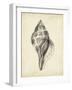 Antique Shell Study II-Ethan Harper-Framed Art Print