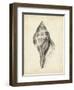 Antique Shell Study II-Ethan Harper-Framed Art Print