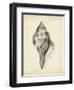 Antique Shell Study II-Ethan Harper-Framed Art Print