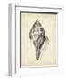 Antique Shell Study II-Ethan Harper-Framed Art Print