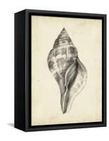 Antique Shell Study II-Ethan Harper-Framed Stretched Canvas