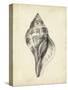 Antique Shell Study II-Ethan Harper-Stretched Canvas
